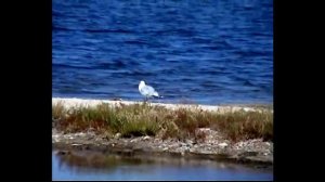 Крым Новоозерное .Море.Берег.Пляж.Степь.Капитан.