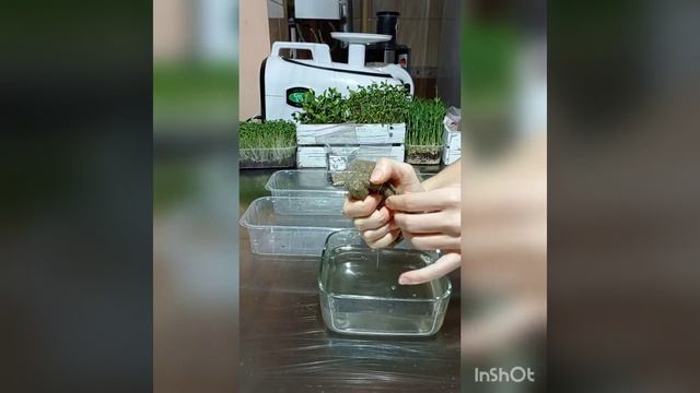 Посадка микрозелени рапс, горчица, брокколи смотреть онлайн