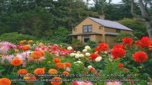 Георгины на дачном участке: как вырастить и ухаживать (20 фото)