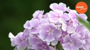 Красивые флоксы в саду