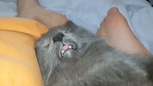 Кот храпит во сне - Cat is snoring in his sleep