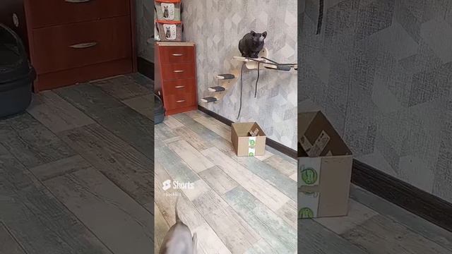 Котодром#catshorts #котята #cats #смешныекоты #котодром