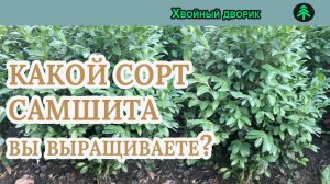 Какой сорт самшита вы выращиваете? питомник "Хвойный дворик" Вопрос-ответ