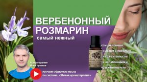 Розмарин вербенонный - в чем его особенность свойств и применения?