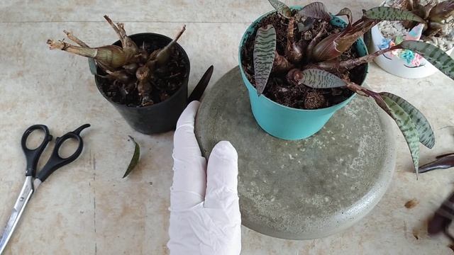 Como renovar o seu Mini-lírio (Ledebouria Socialis ou Scilla Violacea) смотреть онлайн