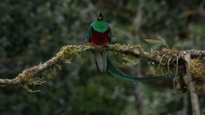 A most amazing bird - the one and only Resplendent Quetzal!!