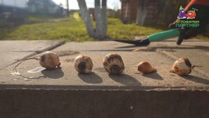 ОТЛИЧНЫЙ СПОСОБ ПОСАДКИ ЛУКОВИЧНЫХ