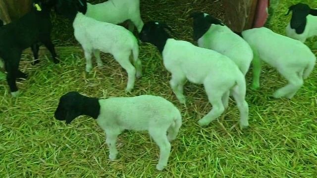 Ягнята Дорпер от 3 до 8 дней #dorpersheep #dorper #дорпер #ram #семейнаяферма