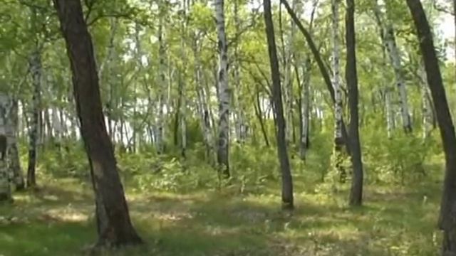 Томичи