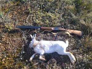 Охота на белого зайца по чернотропу