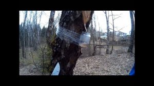 Все из-за Березового сока!