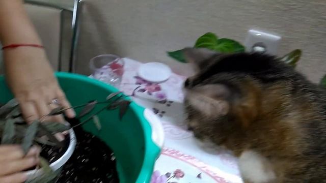 Мои комнатные растения // Еженедельная пересадка комнатных растений (часть 2) смотреть онлайн