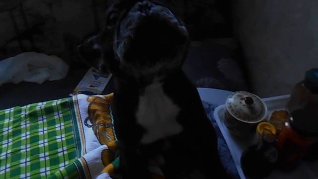 Портос Французский Бульдог смотреть онлайн