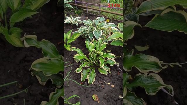 хоста Wheee! смотреть онлайн