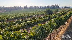 Виноградники в Израиле