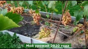 РАННЕЕ УКРЫТИЕ ВИНОГРАДА НА ЗИМУ, СОВЕТУЮ,
