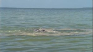 Как охотится стая дельфинов-бутылконосов  на кефаль из семейства Mugilidae во время прилива ?