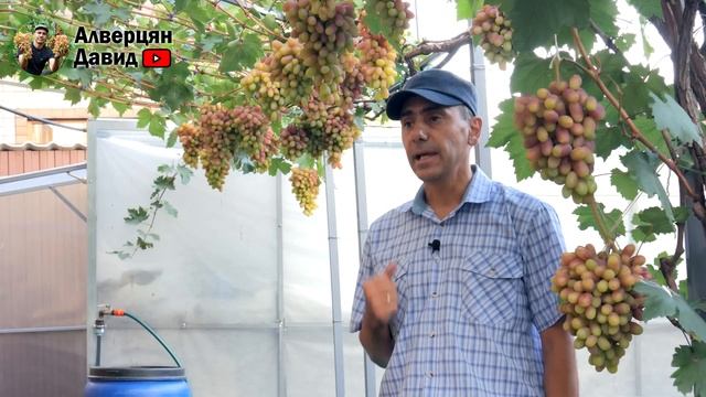 План работ на винограднике в сентябре смотреть онлайн