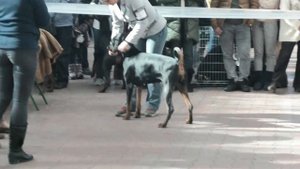 Dog show in Odessa. FCI-CACIB. Выставка собак. Ринг доберманов. Ривьера. Одесса. Интересная порода.