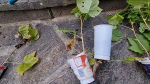 ? 1)ВОЗДУШНЫЕ ОТВОДКИ?ЧЕРЕНКОВАНИЕ  СМОРОДИНЫ ?2)?ЧЕРЕНКОВАНИЕ СМОРОДИНЫ ОТВОДКАМИ ?