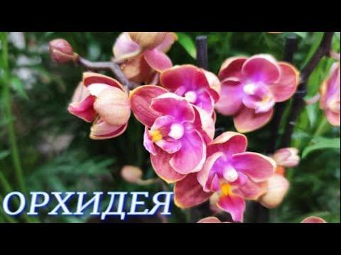 №525/ НЕВЕРОЯТНО красивые, СОРТОВЫЕ орхидеи в маг. ОРХИДЕЯ
