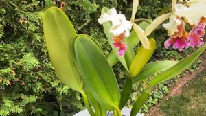 Cattleya Triumphans (Cattleya rex + Cattleya dowiana)
