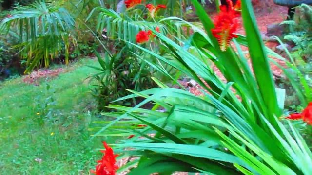 Attract Hummingbirds with Crocosmia 'Lucifer' смотреть онлайн