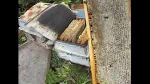 июньский отводок на плодную матку от роевой семьи, в августе дает товарный мед - часть 2