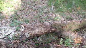 Качественная Бензопила Для Заготовки Дров Revolt GS 5000 Или купить Stihl