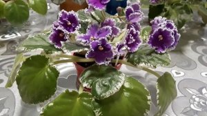 Цветущая фиалка DN-ЮНАЯ ФРАНЦУЖЕНКА