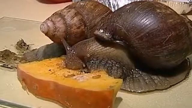 Череповец признан «Городом равных возможностей» смотреть онлайн