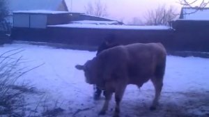 Пацан против быка