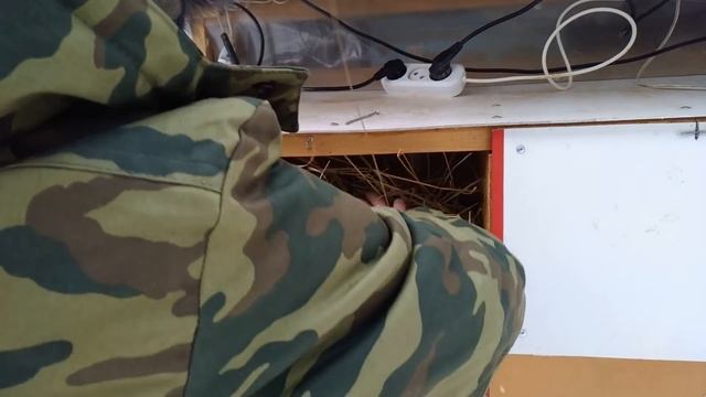 КРОЛЬЧАТА 10 дней. КАК кормит КРОЛЬЧИХА