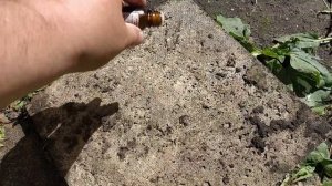 Народное Средство От Муравьев Корица Борьба С Муравьями Отпугнуть Или Уничтожить