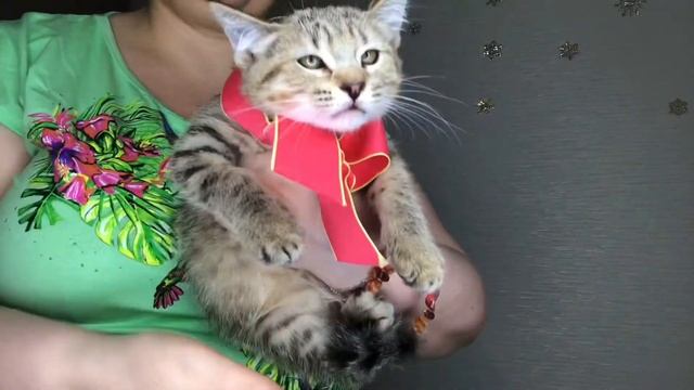 Ириска. Пиксибоб девочка из питомника кошек ПиксиХаус смотреть онлайн