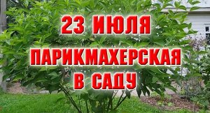 23 июля. Парикмахерская в саду
