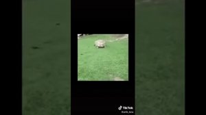 Детские мемы