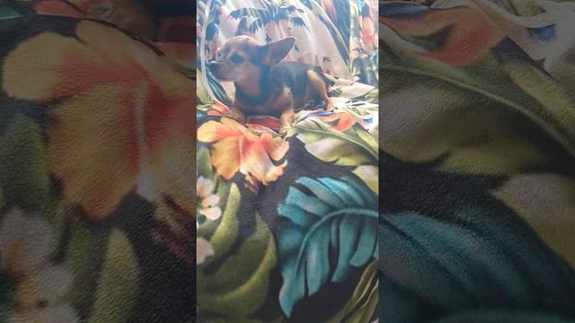 Summertime ( rendition) flute смотреть онлайн