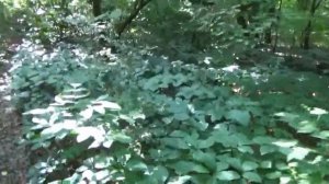 северный дачи в Северном Белгородской области и урочище Соболево Белгородский район