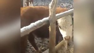 Продажа Бычков.Ферма.Герефорды, Казахская Белоголовая.Россия