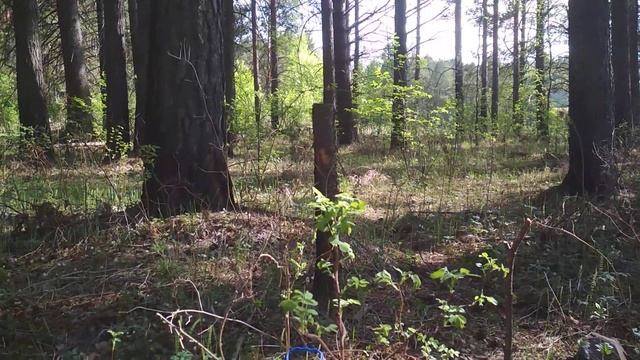 Сажаю кедры от Родного леса смотреть онлайн