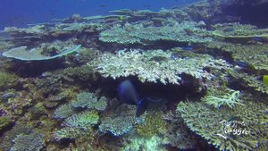 Hanimaadhoo Maldives The Barefoot Eco Resort 2015