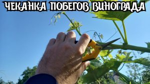 ЧЕКАНКА ПОБЕГОВ винограда. Когда и зачем делать?