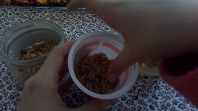 Как вырастить овёс. смотреть онлайн