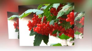 Татьяна и Юлия.  Ой, калина, ой, малина