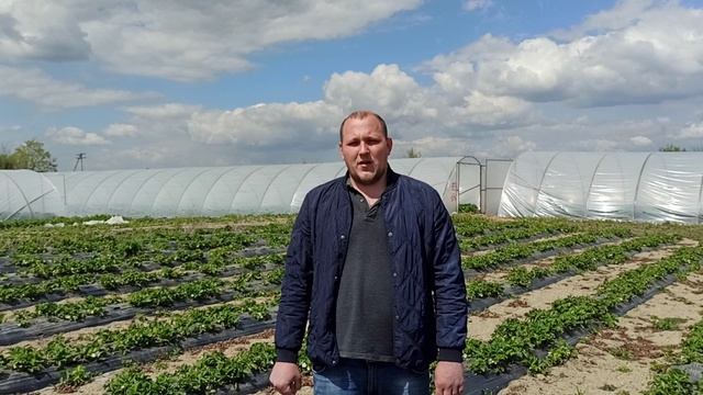 рассада клубники белореченск смотреть онлайн