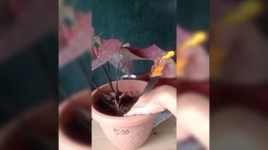 Black Mamba Caladium propagation