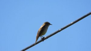 Камышовка-Барсучок, наблюдение птиц в Новгородской области, Взвад, 18 мая 2023