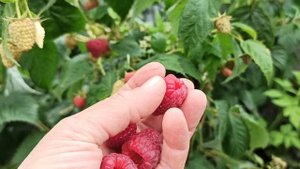 Делнива и Энросадира - вкуснейшие ранние сорта ремонтантной малины! Омск, 31.08.2021г.