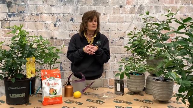 How to Care for Citrus Plants Through the Winter ENGLISH GARDENS смотреть онлайн